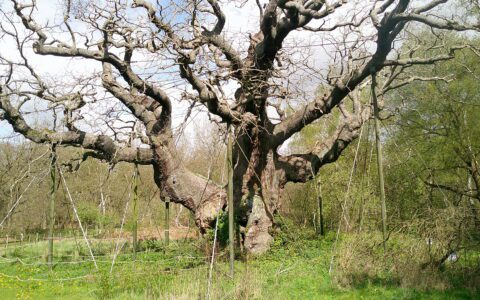 Year 11 geography fieldwork trip to Sherwood Forest